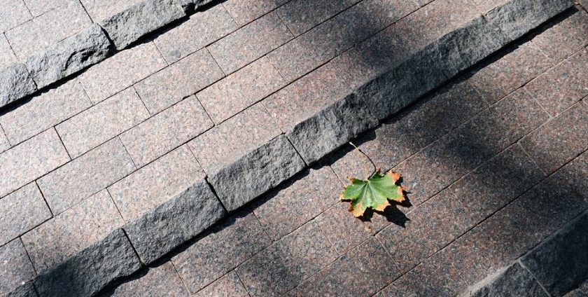 Maple leaf sitting on natural stone pavers in dappled sunlights.