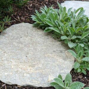 LODEN-QUARTZ-STEPPING-STONE_RMS-TRADERS_NATURAL-STONE-PAVERS-STEEPING-STONE-SUPPLIER-MELBOURNE-1-1-scaled-1.jpg
